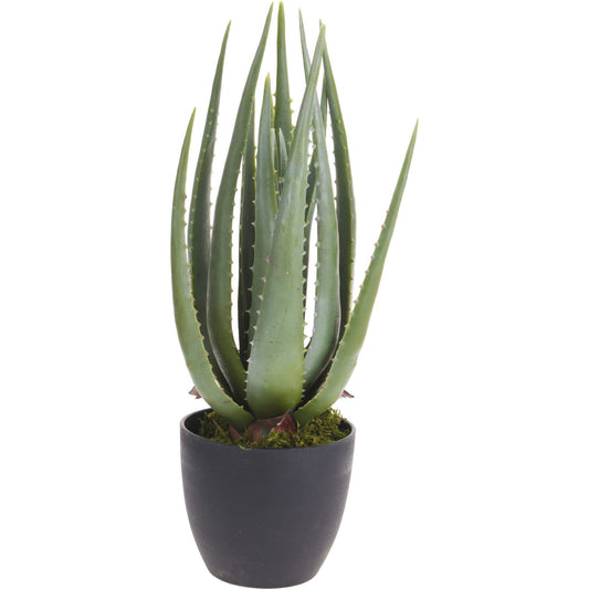 Potted Plant 45cm
