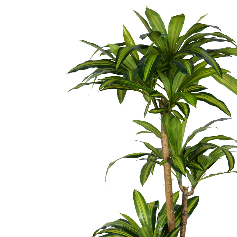 Διακοσμητικό Φυτό Dracaena I σε Γλάστρα Πράσινο PP Υ170εκ