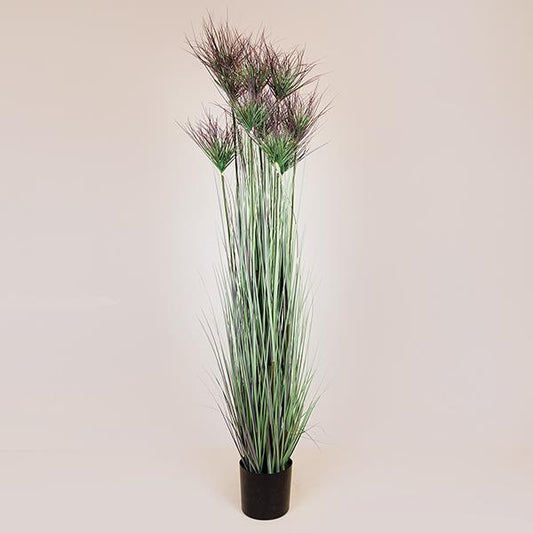 ΦΥΤΟ ΓΡΑΣΙΔΙ ΣΕ ΓΛΑΣΤΡΑ ΠΛΑΣΤΙΚΟ 183εκ