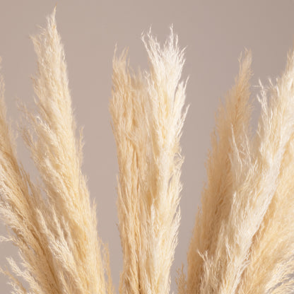 PAMPASGRASS 36507 Αποξηραμένο Διακοσμητικό Μπουκέτο Γρασίδι της Πάμπας - Μπεζ - Μ20 x Π20 x Υ80 - Πακέτο 10 Τεμαχίων