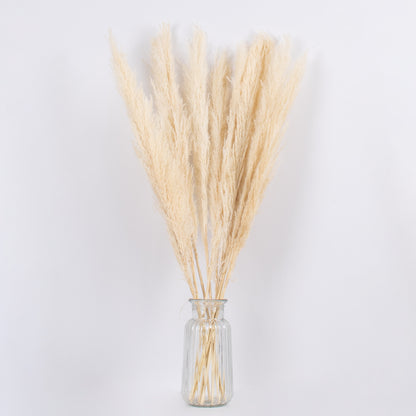 PAMPASGRASS 36507 Αποξηραμένο Διακοσμητικό Μπουκέτο Γρασίδι της Πάμπας - Μπεζ - Μ20 x Π20 x Υ80 - Πακέτο 10 Τεμαχίων