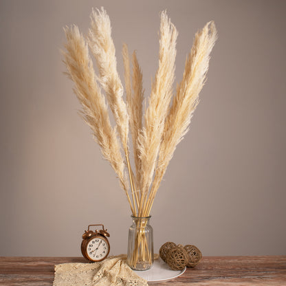 PAMPASGRASS 36507 Αποξηραμένο Διακοσμητικό Μπουκέτο Γρασίδι της Πάμπας - Μπεζ - Μ20 x Π20 x Υ100 - Πακέτο 10 Τεμαχίων