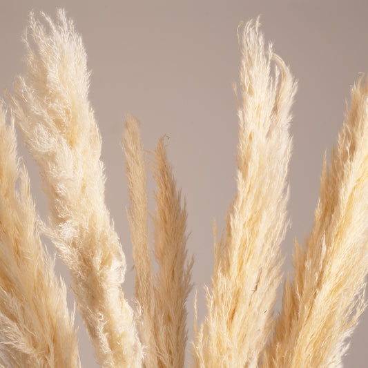 PAMPASGRASS 36507 Αποξηραμένο Διακοσμητικό Μπουκέτο Γρασίδι της Πάμπας - Μπεζ - Μ20 x Π20 x Υ100 - Πακέτο 10 Τεμαχίων