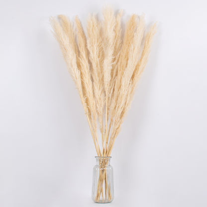 PAMPASGRASS 36507 Αποξηραμένο Διακοσμητικό Μπουκέτο Γρασίδι της Πάμπας - Μπεζ - Μ20 x Π20 x Υ100 - Πακέτο 10 Τεμαχίων