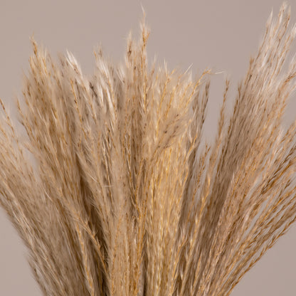 MISCANTHUS 36534 Αποξηραμένο Διακοσμητικό Μπουκέτο Μίσχανθος - Μπεζ - Μ20 x Π20 x Υ40 - Πακέτο 20 Τεμαχίων