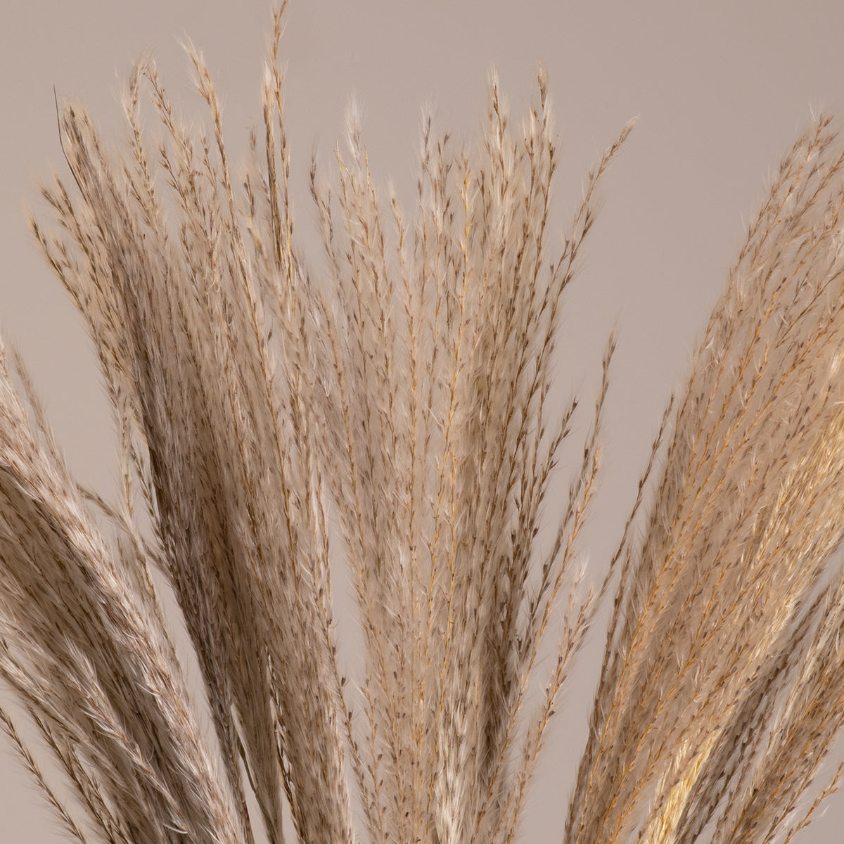 MISCANTHUS 36535 Αποξηραμένο Διακοσμητικό Μπουκέτο Μίσχανθος - Μπεζ - Μ20 x Π20 x Υ60 - Πακέτο 20 Τεμαχίων