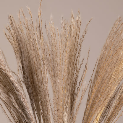 MISCANTHUS 36535 Αποξηραμένο Διακοσμητικό Μπουκέτο Μίσχανθος - Μπεζ - Μ20 x Π20 x Υ60 - Πακέτο 20 Τεμαχίων