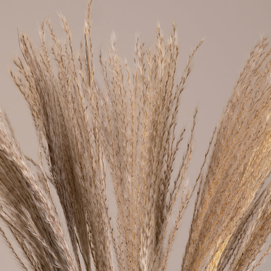 MISCANTHUS 36535 Αποξηραμένο Διακοσμητικό Μπουκέτο Μίσχανθος - Μπεζ - Μ20 x Π20 x Υ60 - Πακέτο 20 Τεμαχίων