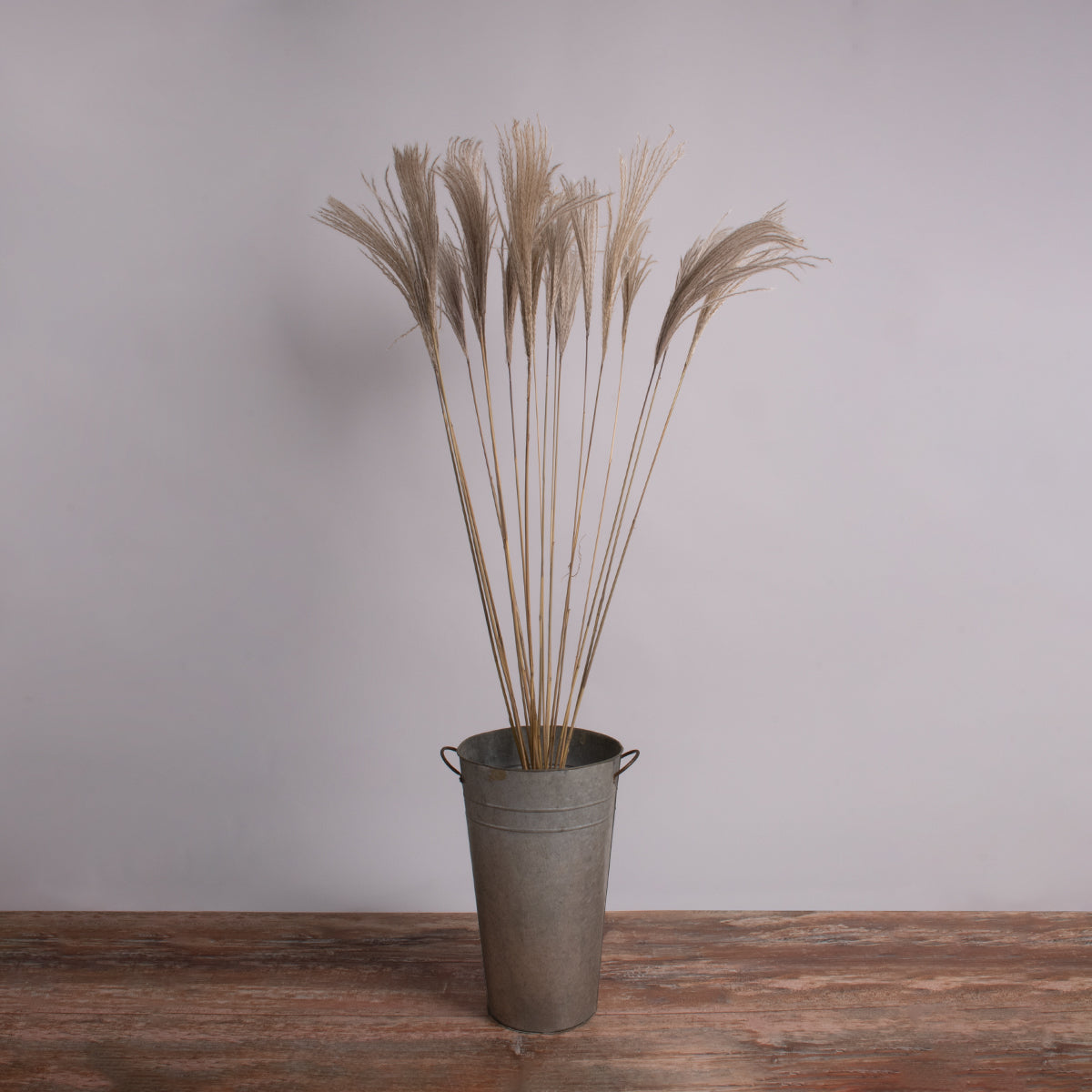 MISCANTHUS 36539 Αποξηραμένο Φυτό Μίσχανθος - Μπουκέτο Διακοσμητικών Κλαδιών Μπεζ Υ140εκ - Σετ 10 τμχ