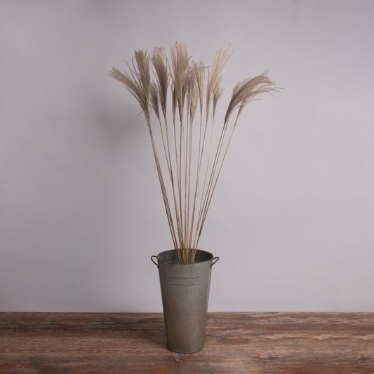 MISCANTHUS 36539 Αποξηραμένο Φυτό Μίσχανθος - Μπουκέτο Διακοσμητικών Κλαδιών Μπεζ Υ140εκ - Σετ 10 τμχ