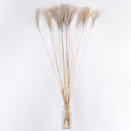 MISCANTHUS 36539 Αποξηραμένο Φυτό Μίσχανθος - Μπουκέτο Διακοσμητικών Κλαδιών Μπεζ Υ140εκ - Σετ 10 τμχ