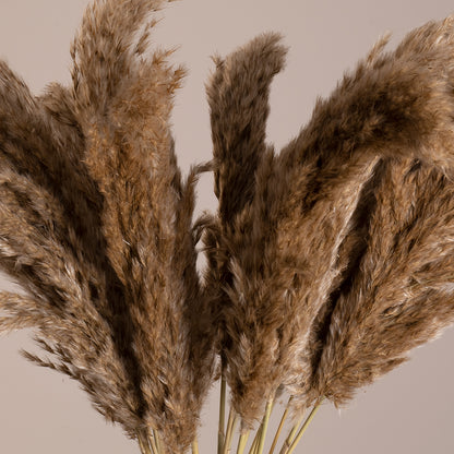 PAMPASGRASS 36544 Αποξηραμένο Διακοσμητικό Μπουκέτο Γρασίδι της Πάμπας - Μπεζ & Καφέ - Μ20 x Π20 x Υ60 - Πακέτο 20 Τεμαχίων
