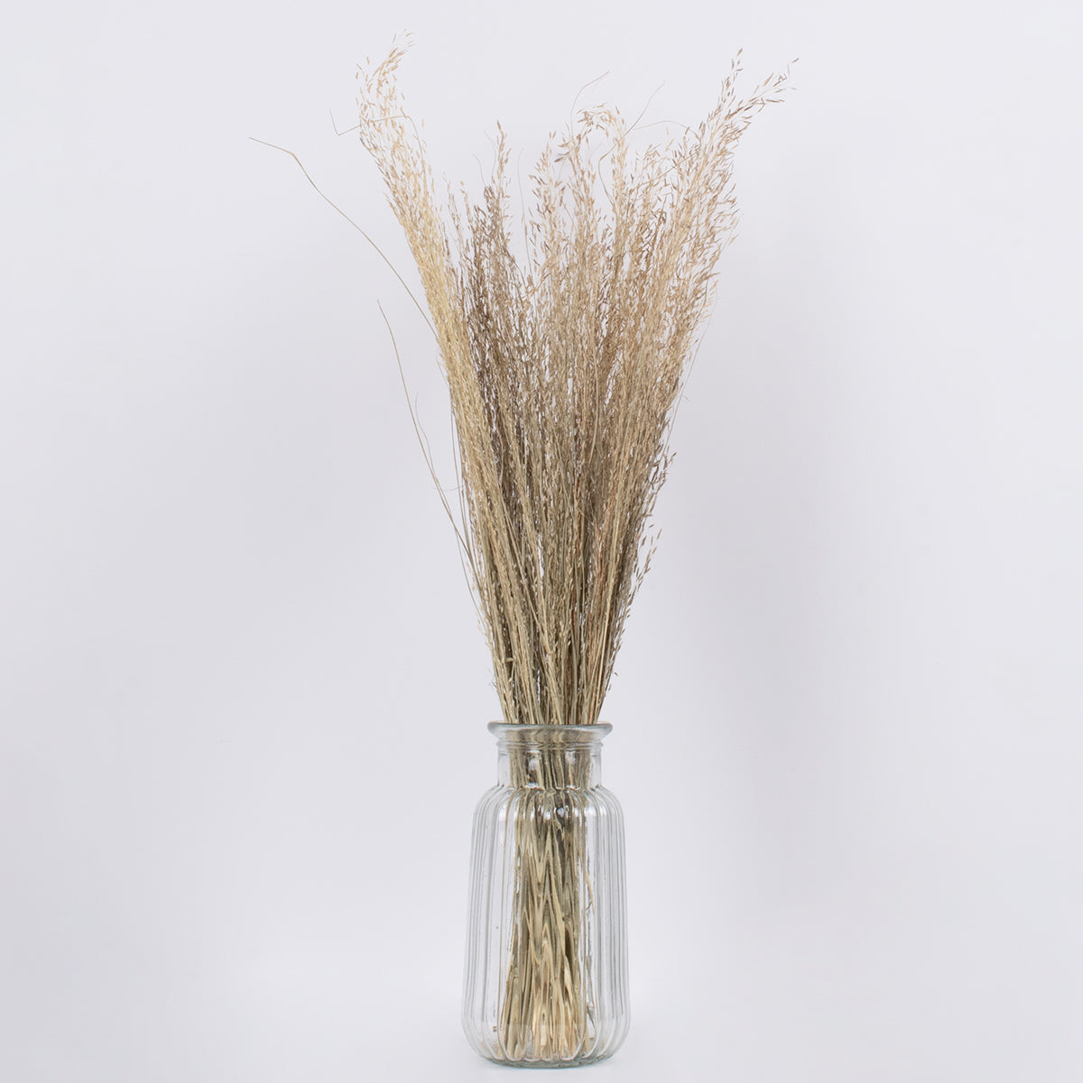 SILVERHAIRGRASS 36545 Αποξηραμένο Φυτό Ασημένια Χλόη - Μπουκέτο Διακοσμητικών Κλαδιών Μπεζ Υ60cm