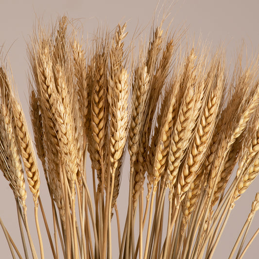 BARLEY 36551 Αποξηραμένο Διακοσμητικό Μπουκέτο Κριθάρι - Μπεζ - Μ20 x Π20 x Υ60 - Πακέτο 100 Τεμαχίων