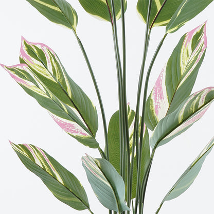 Διακοσμητικό Φυτό σε Γλάστρα Aglaonema Πράσινο Φ80x150