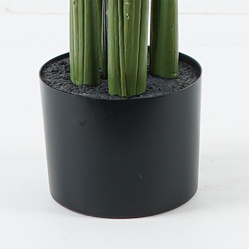 Διακοσμητικό Φυτό σε Γλάστρα Aglaonema Πράσινο Φ80x150