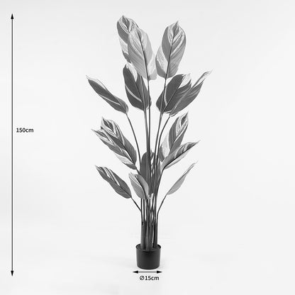 Διακοσμητικό Φυτό σε Γλάστρα Aglaonema Πράσινο Φ80x150