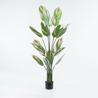 Διακοσμητικό Φυτό σε Γλάστρα Aglaonema Πράσινο Φ80x150