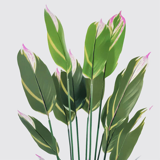 Διακοσμητικό Φυτό σε Γλάστρα Lucky Πράσινο Φ80x180