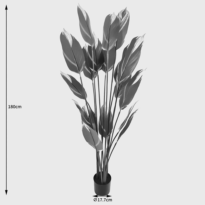 Διακοσμητικό Φυτό σε Γλάστρα Lucky Πράσινο Φ80x180