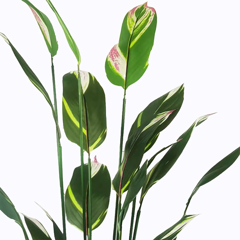 Διακοσμητικό Φυτό σε Γλάστρα Lucky I Πράσινο Φ80x210