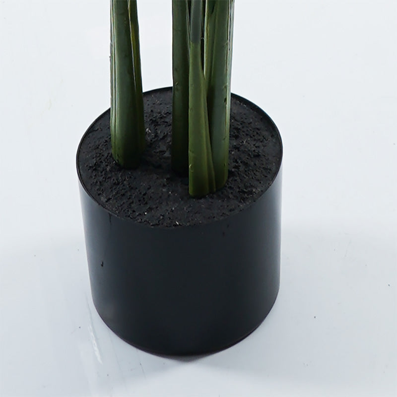 Διακοσμητικό Φυτό σε Γλάστρα Calathea Πράσινο Φ68x120