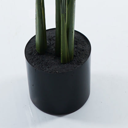 Διακοσμητικό Φυτό σε Γλάστρα Calathea Πράσινο Φ68x120