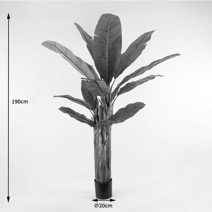 Διακοσμητικό Φυτό σε Γλάστρα Banana Tree Πράσινο Φ53x190