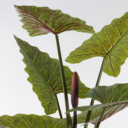 Διακοσμητικό Φυτό σε Γλάστρα Wentii Πράσινο Φ130x180