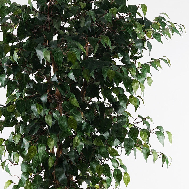 Διακοσμητικό Φυτό σε Γλάστρα Banyan Πράσινο Φ95x180