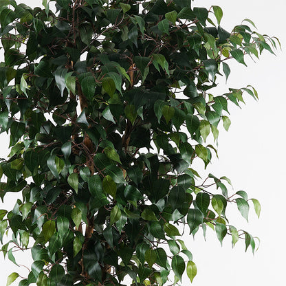Διακοσμητικό Φυτό σε Γλάστρα Banyan Πράσινο Φ95x180
