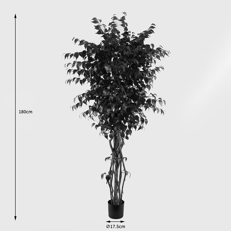 Διακοσμητικό Φυτό σε Γλάστρα Banyan Πράσινο Φ95x180