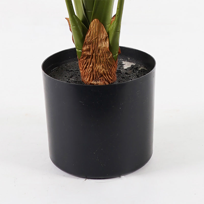 Διακοσμητικό Φυτό σε Γλάστρα Alocasia Πράσινο Φ90x120