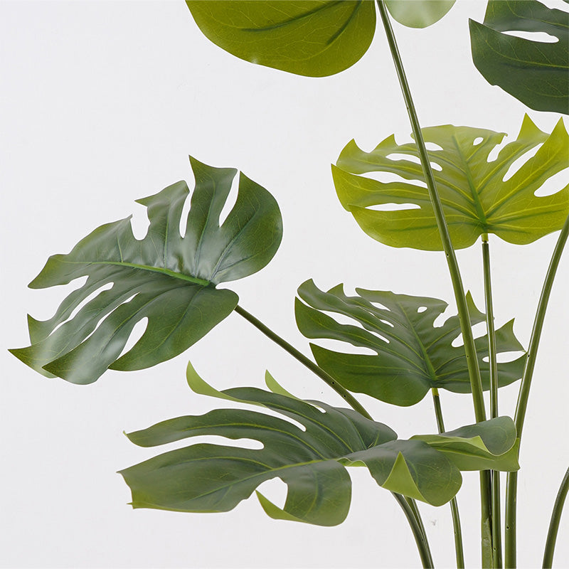 Διακοσμητικό Φυτό σε Γλάστρα Deliciosa Πράσινο Φ94x120