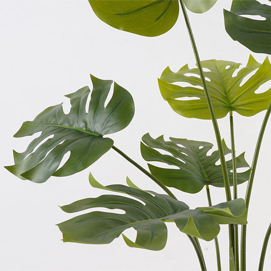 Διακοσμητικό Φυτό σε Γλάστρα Deliciosa Πράσινο Φ94x120