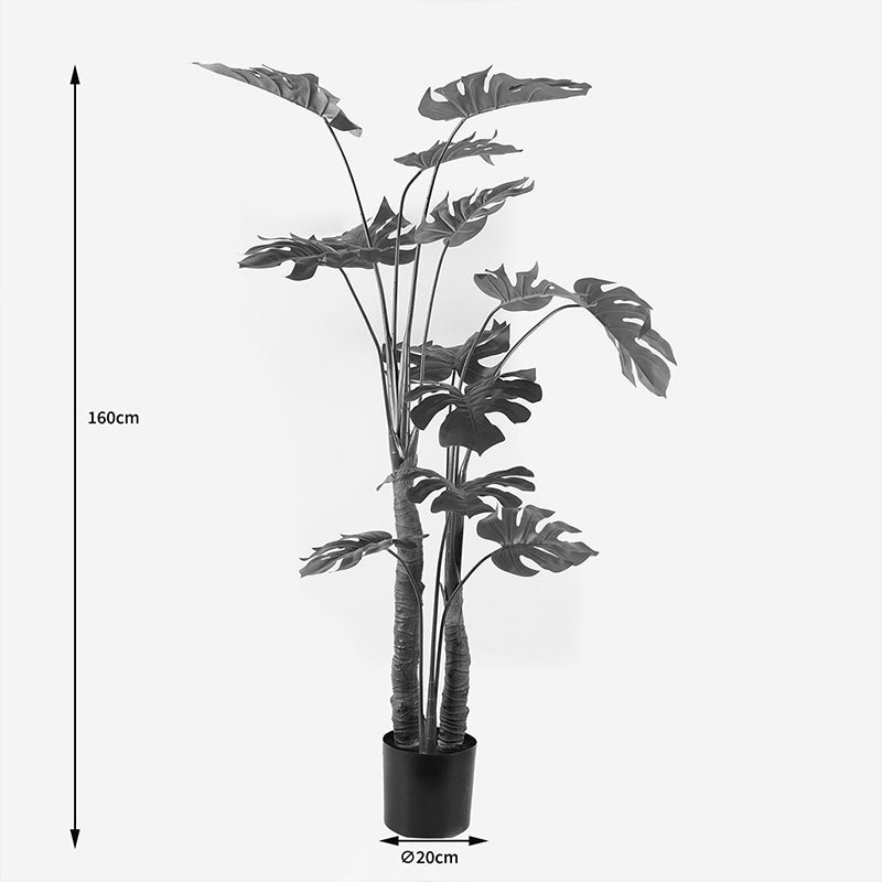 Διακοσμητικό Φυτό σε Γλάστρα Deliciosa I Πράσινο Φ90x160