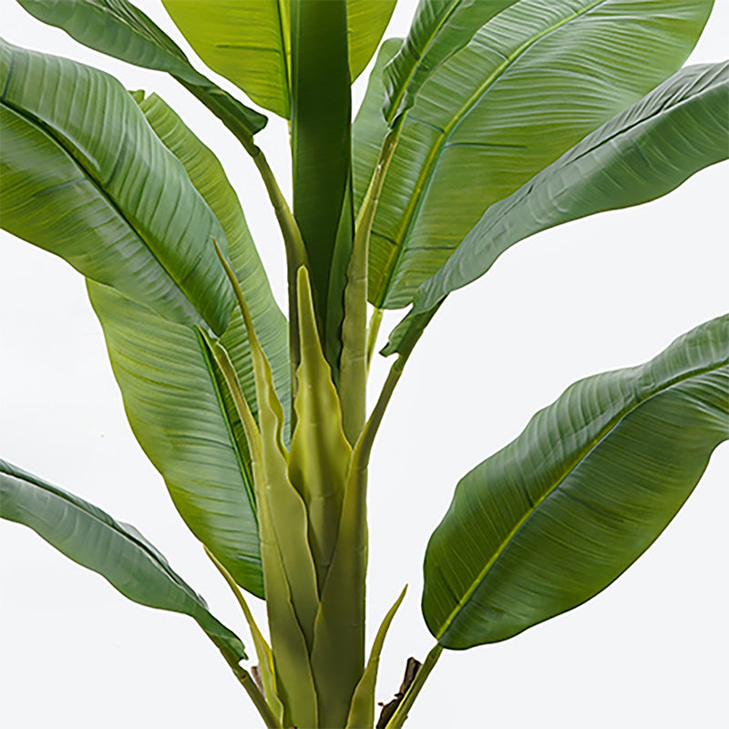 Διακοσμητικό Φυτό σε Γλάστρα Banono Πράσινο Φ95x160