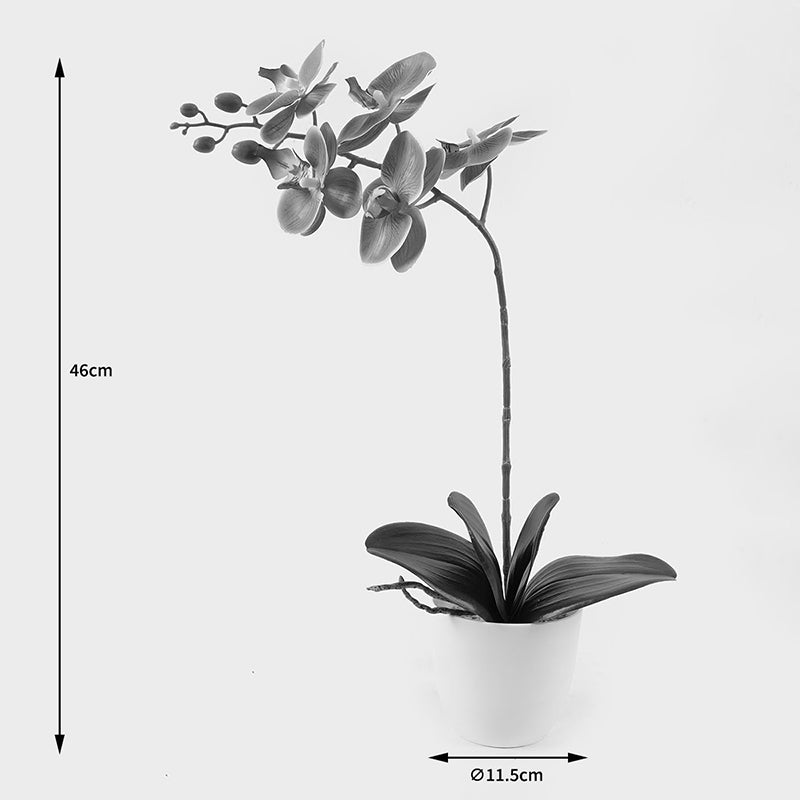 Διακοσμητικό Φυτό σε Γλάστρα Οrchid Beauty 30x13x46