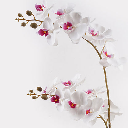 Διακοσμητικό Φυτό σε Γλάστρα Οrchid White 36x17x65