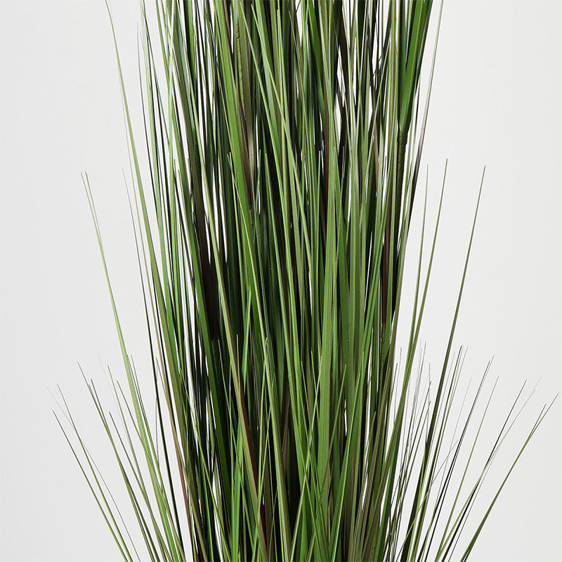 Διακοσμητικό Φυτό σε Γλάστρα Βoxwood Πράσινο Φ46x150