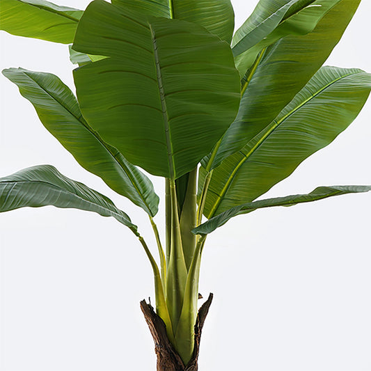 Διακοσμητικό Φυτό σε Γλάστρα Musa Πράσινο Φ105x180