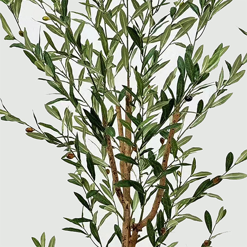 Διακοσμητικό Φυτό σε Γλάστρα Olia Πράσινο 65x55x180