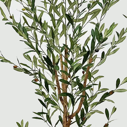 Διακοσμητικό Φυτό σε Γλάστρα Olia Πράσινο 65x55x180