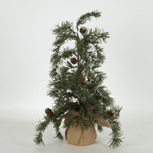 ΔΕΝΤΡΑΚΙ ΙΤΙΑ 18x18x54