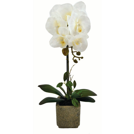 Ορχιδέα Λευκή σε Κασπώ 56εκ