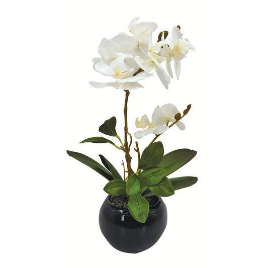 Ορχιδέα Λευκή σε Κασπώ 36εκ