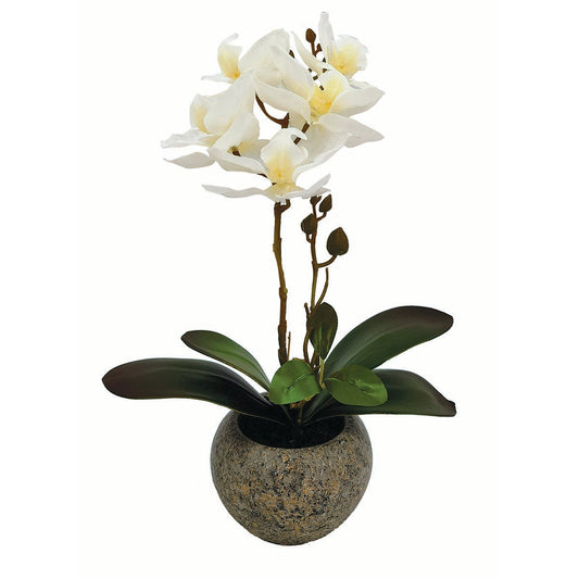 Ορχιδέα Λευκή σε Κασπώ 32εκ