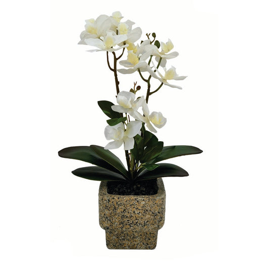 Ορχιδέα Λευκή σε Κασπώ 38εκ