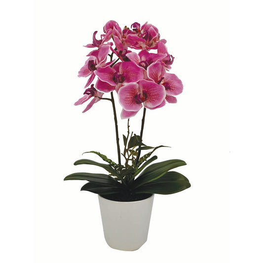 Ορχιδέα Φούξια σε Κασπώ 62εκ