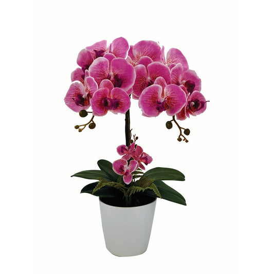Ορχιδέα Φούξια σε Κασπώ 52εκ